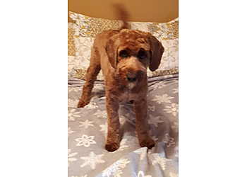 St Johns Salons de Toilettage Pour Animaux De Compagnie Four Paws Dog And Cat Grooming Inc.