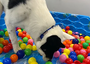 Four Paws Forward Dog Training - Belleville, ON Dog Trainers - Play Area Image