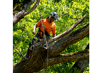 Stratford tree service Four Seasons Tree Service