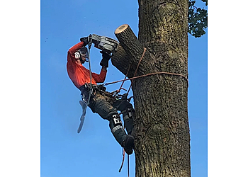 Stratford tree service Four Seasons Tree Service