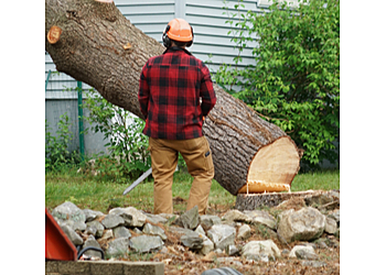 Stratford Services d'arboriculteur Four Seasons Tree Service