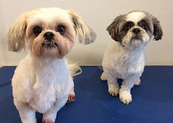 Halifax Salons de Toilettage Pour Animaux De Compagnie Fricker's Furry Friends