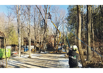 Caledon tree service From The Ground Up