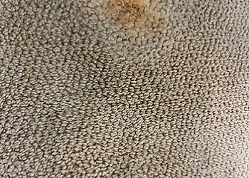 Stouffville carpet cleaning Fully Completely Inc Cleaning & Restoration