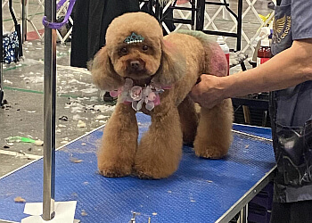 Brampton Salons de Toilettage Pour Animaux De Compagnie Fur Babies