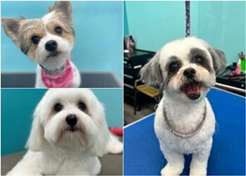 Brampton Salons de Toilettage Pour Animaux De Compagnie Fur Babies