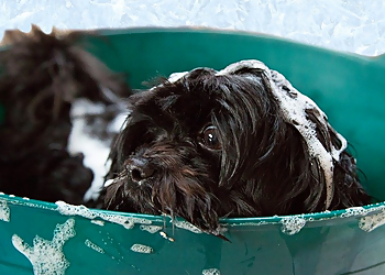 Fur Bar - Toronto, ON Pet Grooming - Project Image