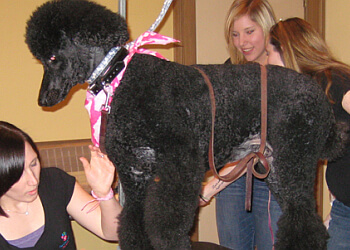 Kitchener Salons de Toilettage Pour Animaux De Compagnie Fur-Ever Loved Pet Salon