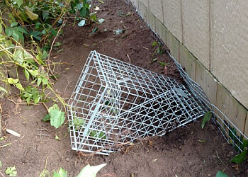 Orillia Services d'extermination de parasites FurSure Wildlife & Pest Control