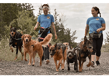 Belleville dog walker Furball's Choice