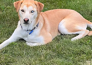 Furball's Choice - Belleville, ON Dog Walkers - Service Highlights