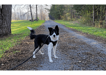 Belleville dog walker Furball's Choice
