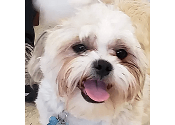 Hamilton dog walker Fusion Pet Service