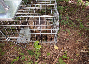 Ottawa Services d'extermination de parasites GO! Pest Control, Inc.