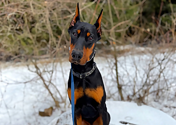 GTA KNINE - Caledon, ON Dog Trainers - Puppy Image