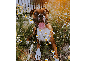 Caledon dog trainer GTA KNINE