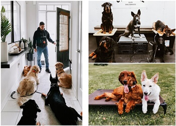 Caledon dog trainer GTA KNINE