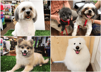 Montreal pet grooming Gare Gamelle