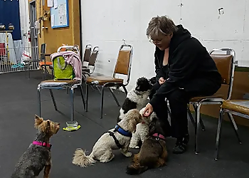 Gas City Dog Club - Medicine Hat, AB Dresseurs De Chiens - Dog Trainer Image