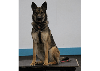 Medicine Hat Dresseurs De Chiens Gas City Dog Club