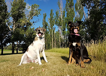 Gas City Dog Club - Medicine Hat, AB Dresseurs De Chiens - Dog Image