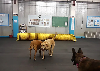 Gas City Dog Club - Medicine Hat, AB Dresseurs De Chiens - Dog Training Image