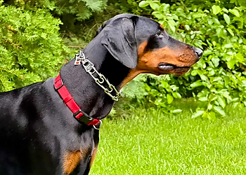 Gemini K9 Obedience Inc. - Toronto, ON Dog Trainers - Dog Image