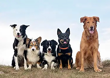 Abbotsford dog trainer Gentle Puppy Training