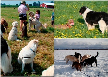 Abbotsford dog trainer Gentle Puppy Training