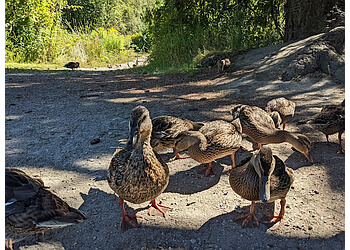 Delta places to see George C. Reifel Migratory Bird Sanctuary