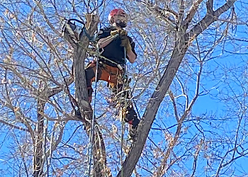 Edmonton Services d'arboriculteur Gerry's Cheapest Tree Removal