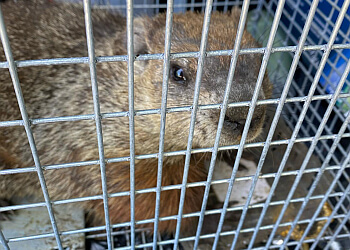 Blainville pest control Xterminateur