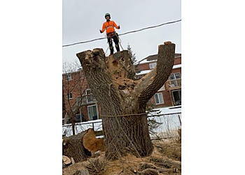 Caledon tree service Godon Tree Care