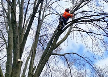 Caledon Services d'arboriculteur Godon Tree Care
