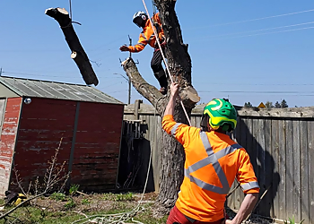 Godon Tree Care Services Ltd. Godon Tree Care Services Ltd. - Caledon, ON Tree Services
