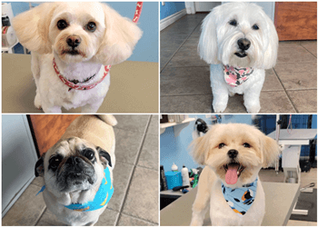 Vaughan pet grooming Golden Cuts Grooming Inc.