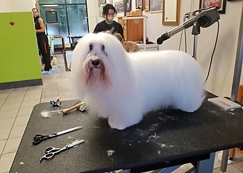 North Vancouver pet grooming Golden Pet Services