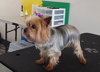 North Vancouver pet grooming Golden Pet Services