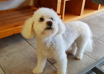 North Vancouver
Salons de Toilettage Pour Animaux De Compagnie
Golden Pet Services image 1