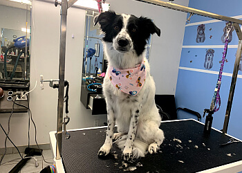 Stouffville pet grooming Golden Tails Grooming
