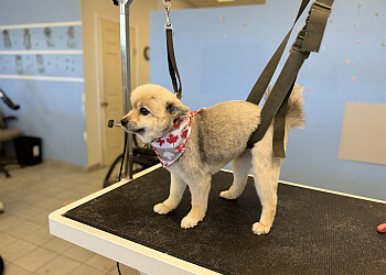 Stouffville pet grooming Golden Tails Grooming