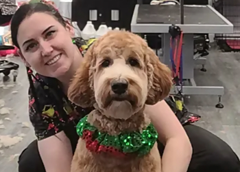 Oshawa Salons de Toilettage Pour Animaux De Compagnie Gone With The Dogs