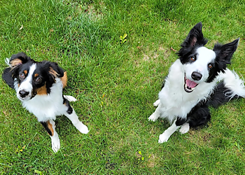 Sherwood Park dog trainer Good Boy Dog Training