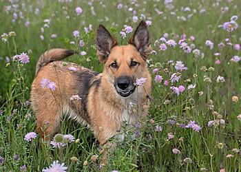 Sherwood Park dog trainer Good Boy Dog Training