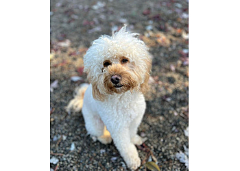 Port Coquitlam pet grooming Good Dog