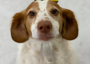 Good Dog - Port Coquitlam, BC Pet Grooming - Service Highlights
