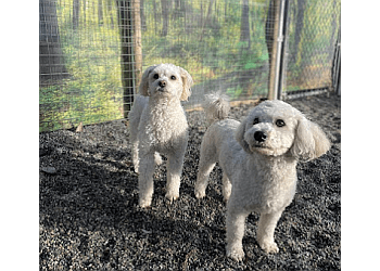 Port Coquitlam pet grooming Good Dog