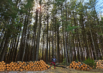 Good Feller Tree Care - Orangeville, ON Services d'arboriculteur - Project Completion Image