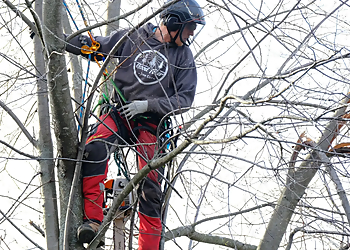 Good Feller Tree Care - Orangeville, ON Services d'arboriculteur - Field Work Image
