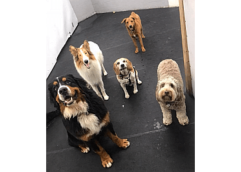 Delta dog trainer Good Hound Dog Training and Daycare